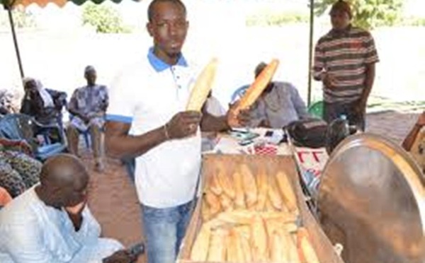 Souveraineté alimentaire : La nouvelle génération de boulangers mise sur les céréales locales