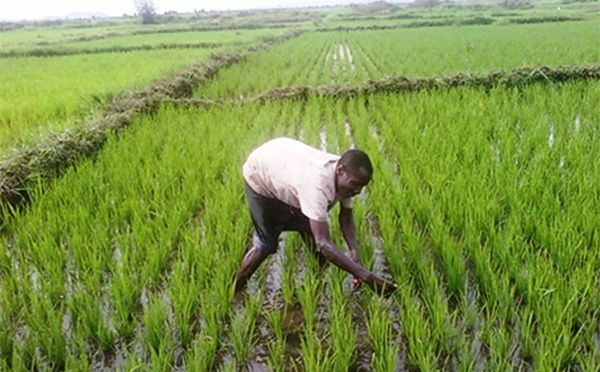 Filière rizicole : 254 projets accompagnés par le FONGIP pour un volume global de crédits avoisinant 1,7 milliard de FCFA