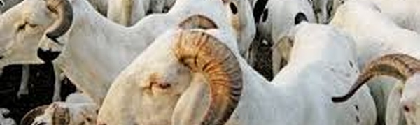 Approvisionnement en moutons pour la Tabaski : Vers une réforme profonde du modèle d'organisation