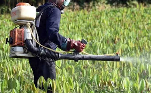 Environnement : PAN Africa lance un projet de 450 millions FCFA contre les pesticides dangereux