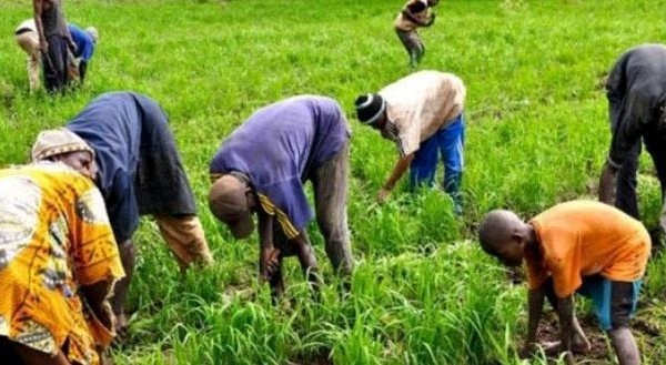 Modernisation agricole : Un plan de mécanisation en marche pour soutenir l'autosuffisance alimentaire au Sénégal