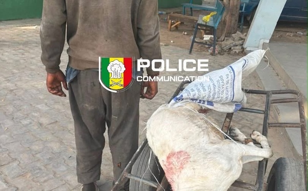 ​Médina : un homme arrêté alors qu’il tentait de vendre la viande d’un mouton en décomposition