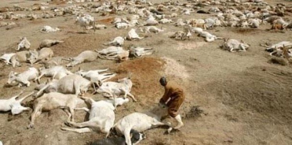 Kaffrine : plus de 250 moutons retrouvés morts, les éleveurs suspectent un aliment de bétail contaminé