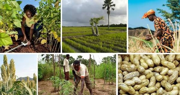 Souveraineté alimentaire : l’ENSA et le PRODAC s’allient pour booster l’innovation agricole au Sénégal