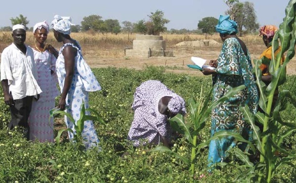Sénégal : les fermes agricoles du FSRP prennent forme à Thiès et Diourbel