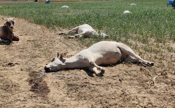 Kaffrine : 22 vaches tuées par une intoxication au sorgho à Simbara