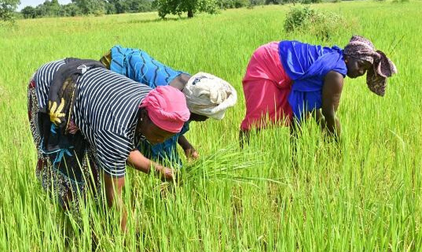 Souveraineté alimentaire : un programme de 150 milliards de FCFA lancé