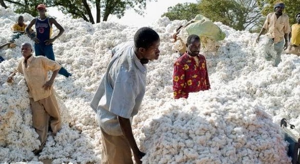 Kédougou : la SODEFITEX annonce une distribution d'intrants achevée à 100 % pour les semences et herbicides