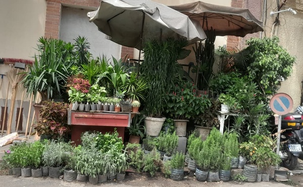 Marché Kermel : La dure bataille des fleuristes face aux caprices de la météo
