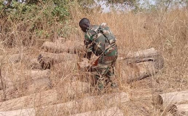 Lutte contre le trafic de bois : La Zone militaire n°5 saisit plus de 80 billons de teck en Casamance (Dirpa)