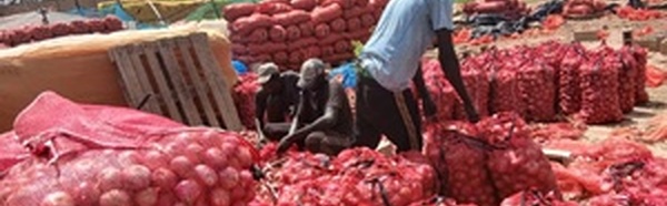 ​Magal de Touba : les producteurs de Ngomène affirment qu'aucun commerçant ne s'est présenté pour acheter leurs oignons