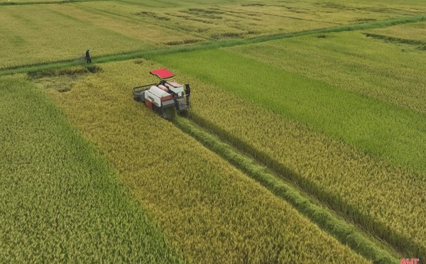 Riziculture : 85 % des récoltes déjà effectuées à Dagana