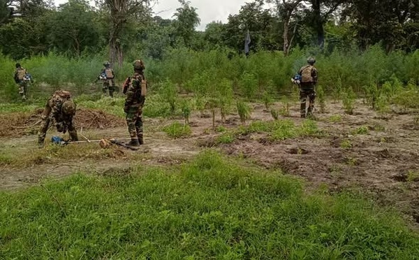 Nord Sindian : sept champs de chanvre indien détruits et deux individus interpellés 