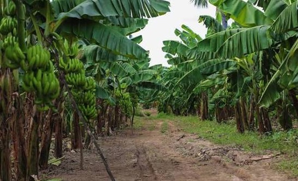 Bouno : la banane, un moteur économique face aux défis de la filière