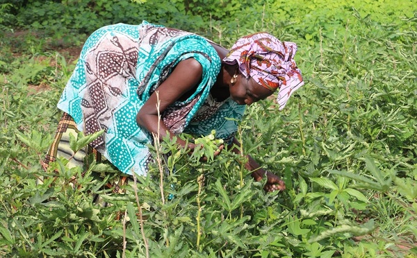 Sénégal : l’État annonce un investissement de 175 milliards de FCFA pour le stockage de produits agricoles