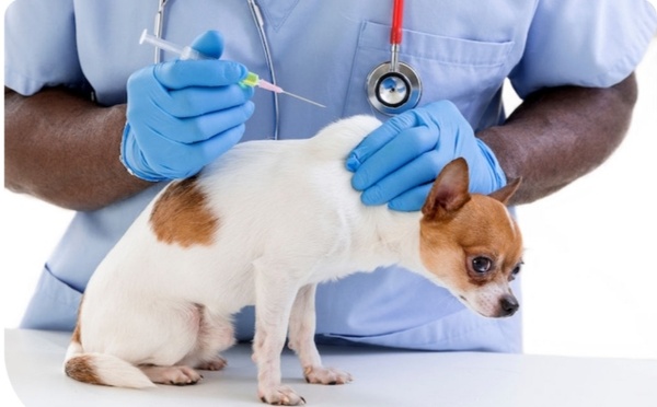 Lutte contre la rage à Kolda : 33 chiens vaccinés à Dioulacolon