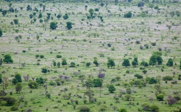 ​Grande Muraille Verte : 78 millions de dollars investis pour restaurer 270 000 hectares au Sahel