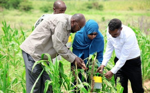 ​Prévenir, absorber, transformer : les stratégies de la FAO pour des filières agricoles plus résilientes