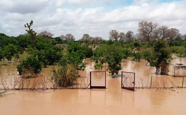 Inondations au Sénégal: les producteurs de riz craignent une destruction de leurs récoltes