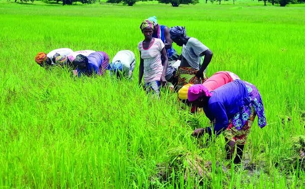 Filière riz au Sénégal : La BIS et le PNUD injectent plus de 502 millions FCFA pour soutenir 148 entreprises féminines