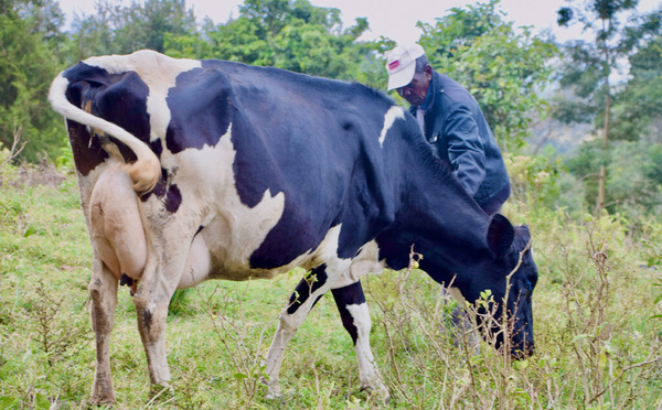 Santé animale : un nouveau programme scientifique de 40 millions de dollars pour combler le déficit de productivité dans six pays africains