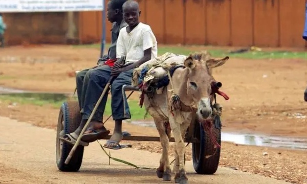 ​Sécurité alimentaire, transport et urgences climatiques : Le rôle vital des équidés de travail au Sénégal