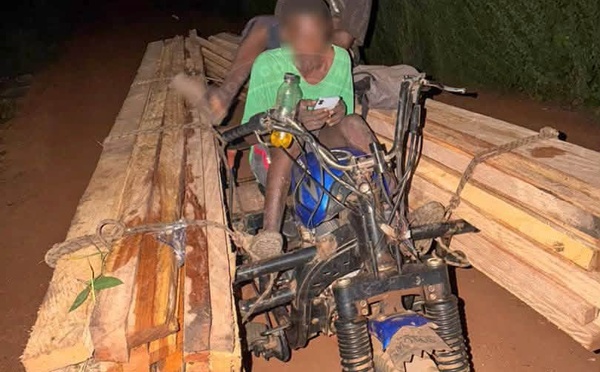 Kédougou : deux hommes interpellés pour coupe illicite de bois, 188 pièces saisies 