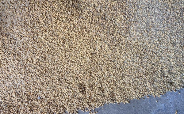 ​La Guinée-Bissau envisage la production de 80 000 tonnes de riz