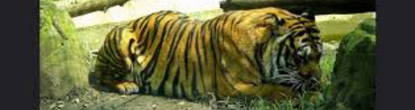 Vidéo: Une femme se fait dévorer par un tigre dans un zoo