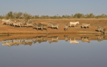 Mali: arrestation d'un Chinois soupçonné de diriger un trafic de peaux d'ânes