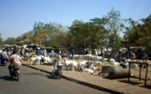 Reportage Tabaski: risque de pénurie de moutons, les vendeurs sonnent l'alerte