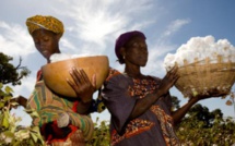Mali: le secteur du coton en bonne voie