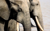 Le trafic d'ivoire au Gabon au menu de la Cites en Afrique du Sud