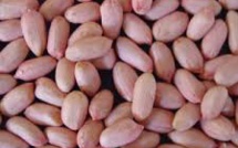 Risque de manque de semences de bonne qualité: la fédération du bassin arachidier interpelle l’Etat
