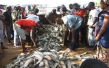 Pêche : 2 millions de F Cfa perdus chaque année