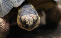 Madagascar: polémique sur la libération de trafiquants de tortues