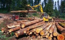 Visite officielle d’Adama Barrow au Sénégal : le trafic du bois au cœur des discussions, (ministre)