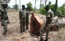 Frontière Nord Sénégalo-gambienne: coup d'arrêt au trafic de bois