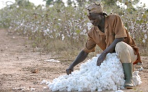 Côte d’Ivoire: les TIC pour améliorer la productivité agricole