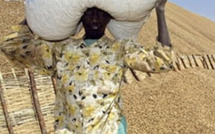 Prix du kg de l’arachide à 165 francs : les paysans vont battre le macadam