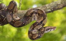 ​Angleterre : un python anorexique avale 800 livres