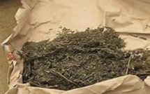 Trafic de drogue :10,125 Kg et 85 cornets de chanvre indien, saisis entre Saint-Louis, Mbour et Tambacounda