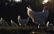 Zimbabwe : 7000 poulets morts de grippe aviaire