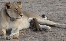 Pour la première fois, une lionne a été observée en train d'élever un bébé léopard