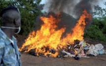 Tambacounda : 514 plantes de cannabis incinérées