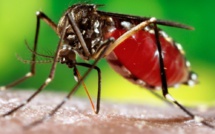 Situation de la Dengue au Sénégal: 36 cas positifs sur 232 patients suspects, (tutelle)