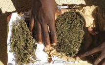 ​ Trafic de drogue à Cambérène : 30 kg de chanvre indien saisis, 2 personnes arrêtées