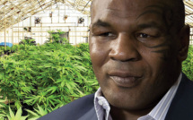 L'ancien champion de boxe Mike Tyson va cultiver du cannabis en Californie