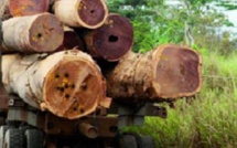 Le colonel Momar Gueye préconise un embargo sur le bois Tek dans la forêt de la Casamance