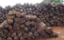 Forêt de  Ziguinchor : Quand le montant requis pour le permis de coupe de bois intensifie le trafic